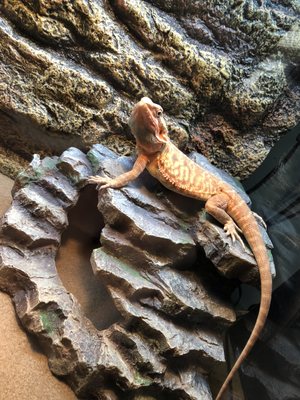 Sadie the bearded dragon