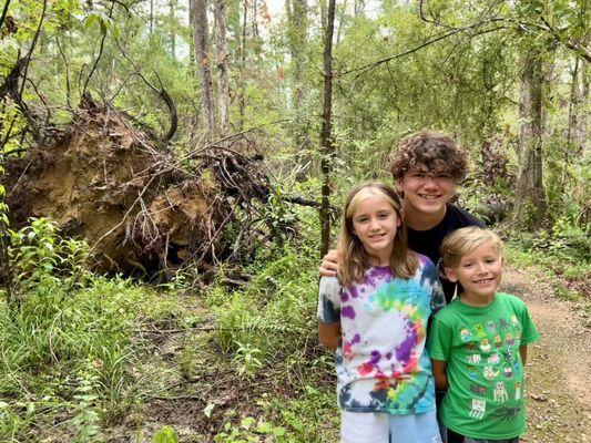 Uprooted tree from Hurricane Ida