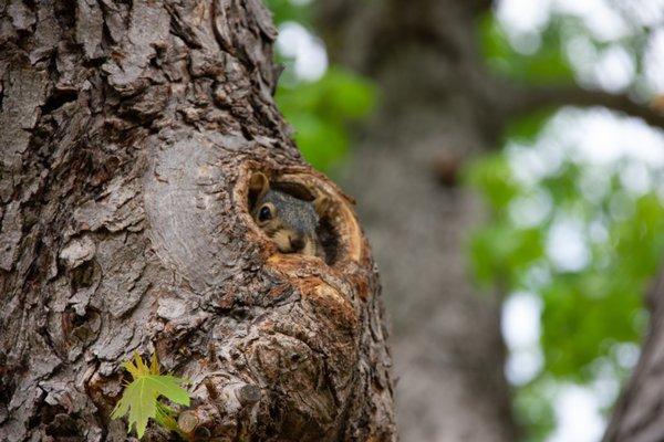 oh yes, the lovely neighborhood squirrel