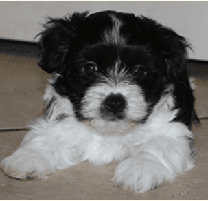 Havtoluvme Havanese