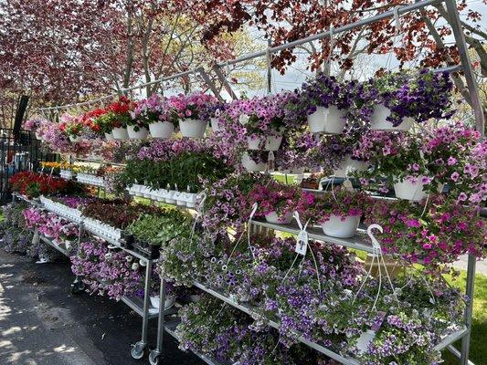 We sell annuals in the spring!