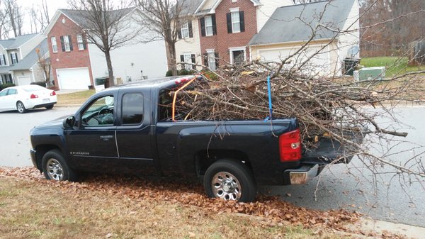 Tree Tree Debris Removal