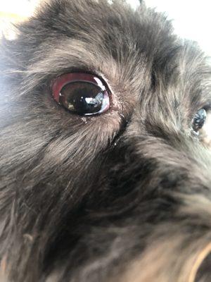 Visible redness surrounding my poor dogs eye