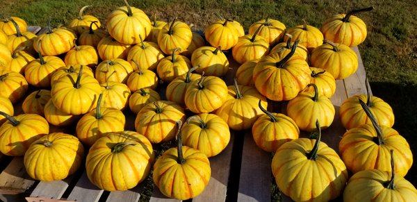 Tiny pumpkins