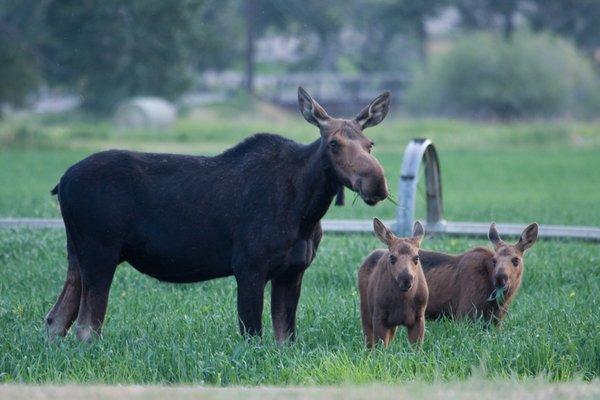 Local Residents