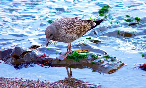 Coastal Conservancy