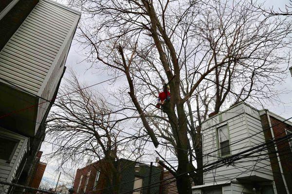 Pruning a mulberry back from a house