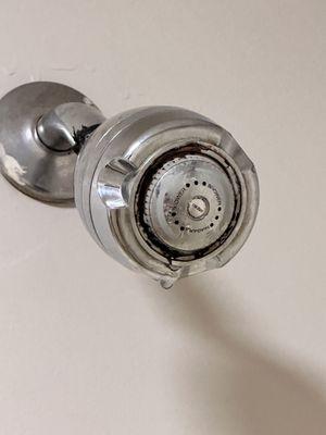 Ring of mold in the shower head