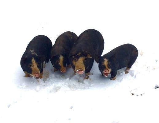 Berkshire pigs in the snow.