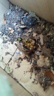 Bumblebee nest relocated.