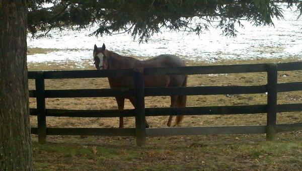 Buttonwood Farm