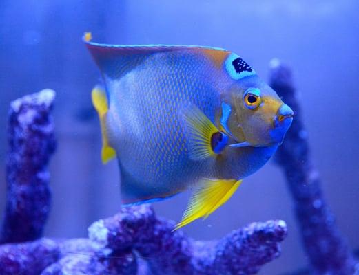 Queen Angel at Reef Bar Aquarium Services