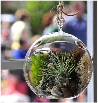 Air Plant (not a succulent) Terrariums