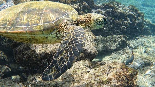 Honu in Maui, Hawaii