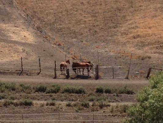 Some of the horses