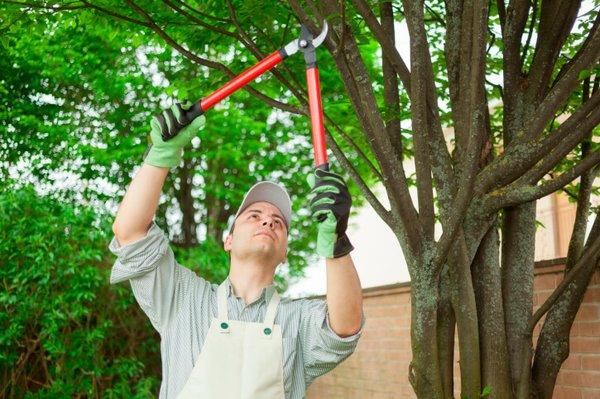 Tree Service,