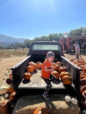 Pumpkin patch