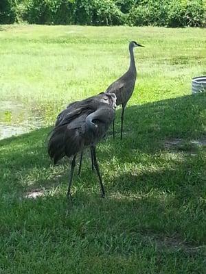 A picture from the back yard near the beach.