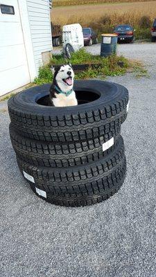 Jackie our garage mascot and greeter dog!