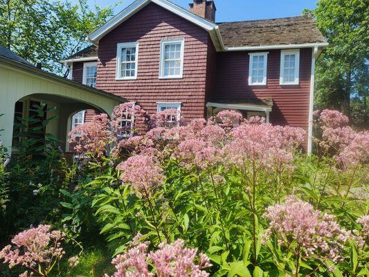 Joe Pye weed