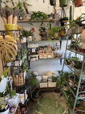 Small plants and succulents section.