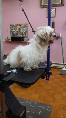 TLC Pet Salon