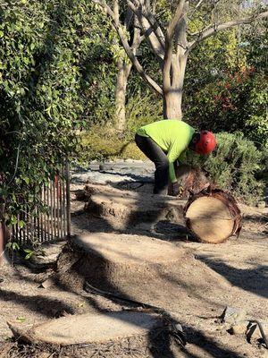 Palm tree stumps to be ground after palms were removed.