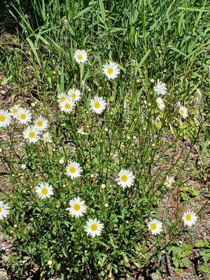 Daisies.