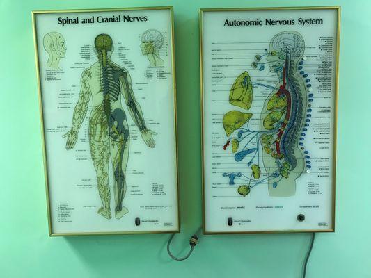 Spinal nerves affect all parts and function of our lives.