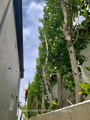 Another day of trimming ficus trees. Message me for a free estimate !