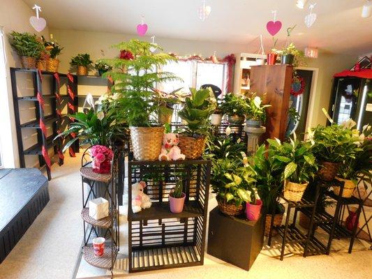 Anchor Floral Interior - Many House Plants, they make a perfect gift! Valentine's Day 2019