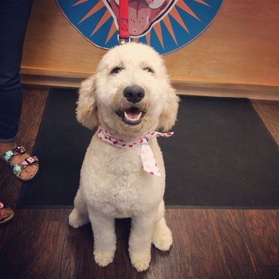 Our dog groomer is here to ensure your dogs are looking their best!