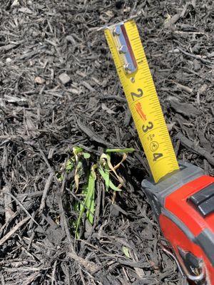 Another tiny unknown nearly dead plant