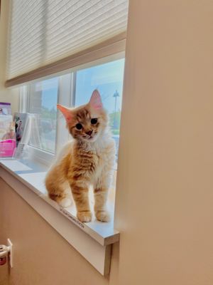 Our kitten enjoying the "Cat Solar Charging Station"