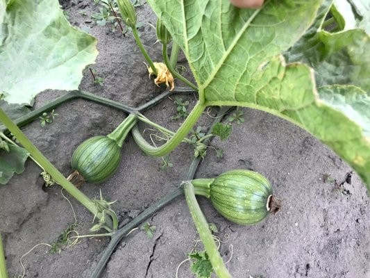 Baby green pumpkins