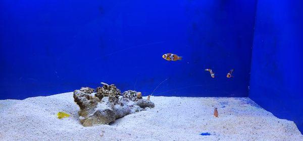 Yellow watchman goby and a few ocellaris clownfish.