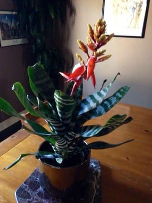 Zebra Bromeliad