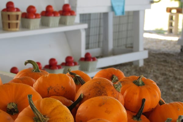 delicious pumpkins and tomatoes for sale