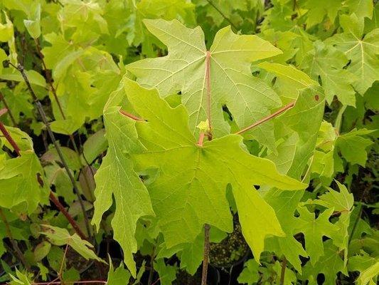 Big Leaf Maple