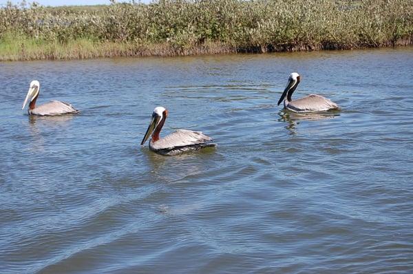 Fishing at St Charles Bay - Pelicans passing by