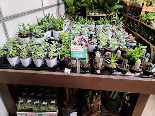 Large selection of succulents.