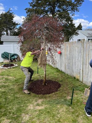 We enjoy maintaining the balance, and always encourage customers to plant more trees. This is one our most rewarding services.