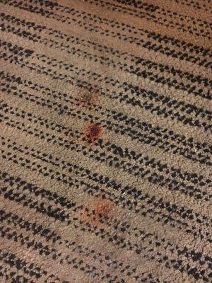 BLOOD STAINS ON MY CARPET IN 313 FROM THE DAY I MOVED IN ON 07/28.