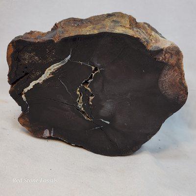 Petrified Wood