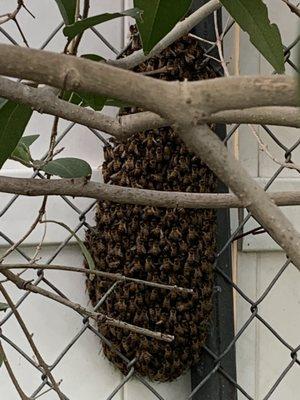 Bee hive on our fence