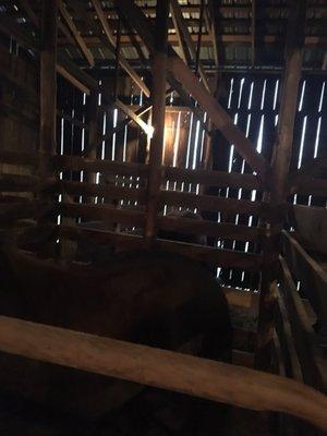 Stables in main barn