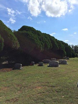 Clearing cedar trees away from tombstones in a cemetery.