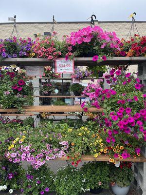 More hanging baskets