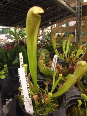 How often do you see Carnivorous Plants really ?