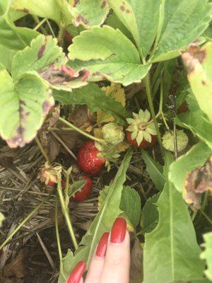 Wyatt's strawberry patch